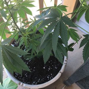 Meet your Posher, Cindy